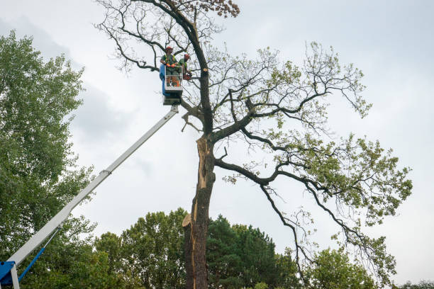 Best Affordable Tree Service  in USA